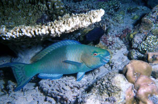 Sleeping Parrotfish