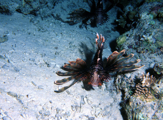 Lionfish