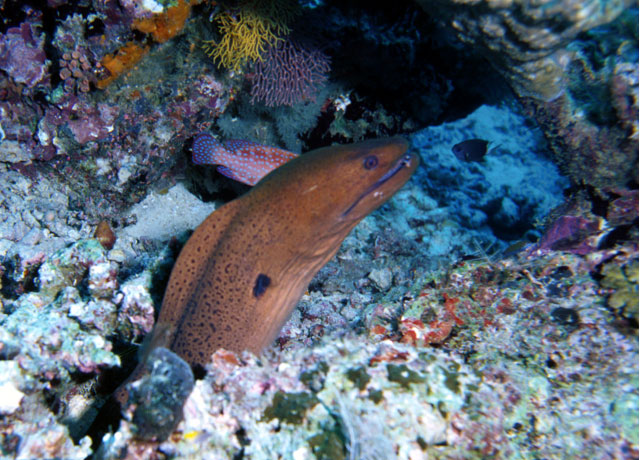 Moray Eel