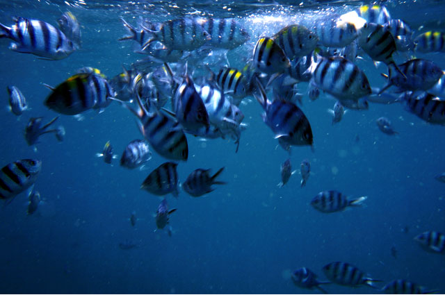 Fish feeding