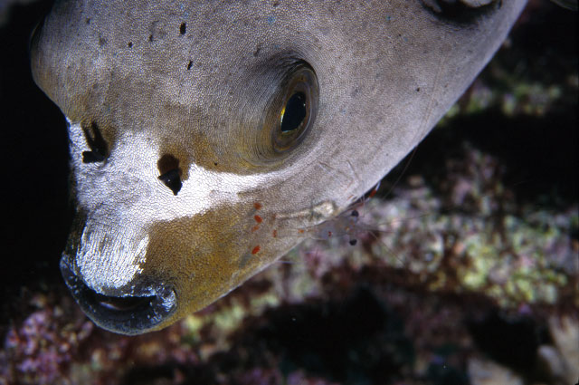 Boxfish with cleaner shrimp.