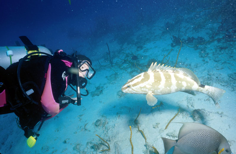 Jill and the friendly grouper from the Prince Albert wreck