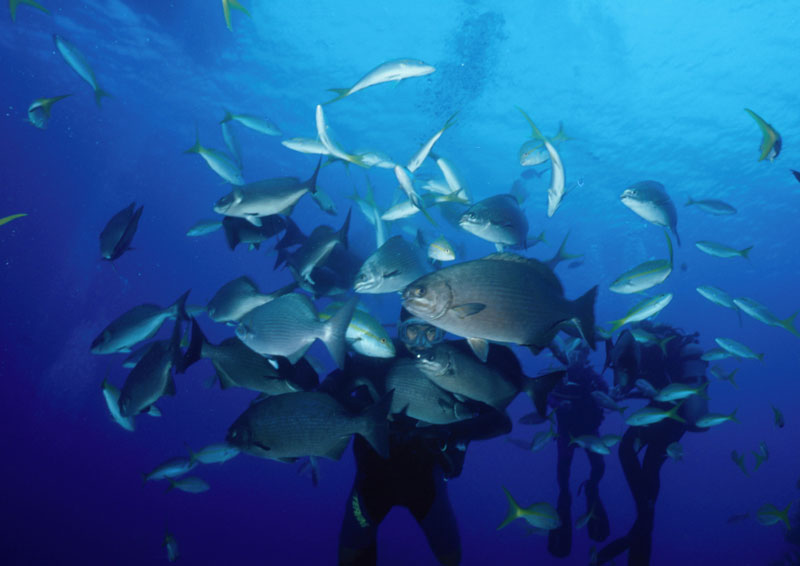 Dive master through a school of feeding fish