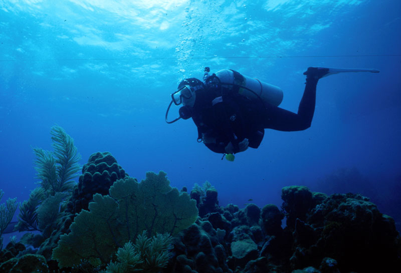 Jill, a sea fan and coral