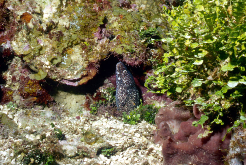 Spotted moray eel