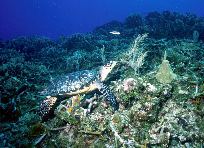 Big turtle eating a sea fan.