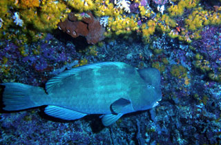 Bumphead Parrotfish