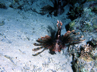 Lionfish