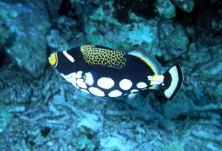Clown Triggerfish, or Picasso triggerfish