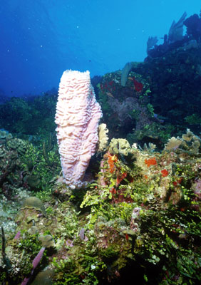 Sponge and some coral