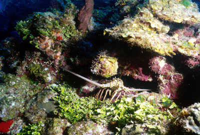Lobster in a niche of coral