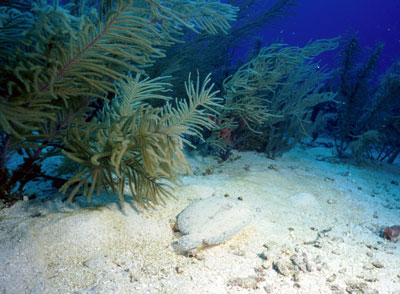 Flounder with sea whips in background