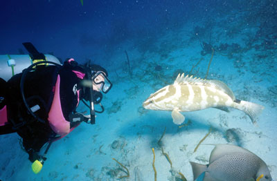 Jill and the friendly grouper from the Prince Albert wreck