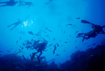 School of fish feeding