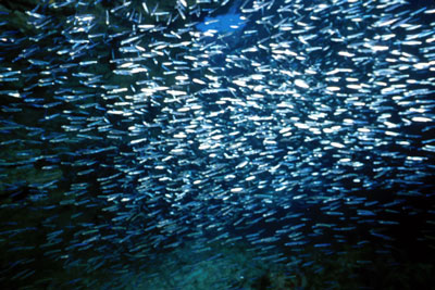School of small fish at entry to Calvin's Crack dive site