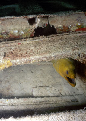 Moray eel in the airplane wreck in the CoCoView channel