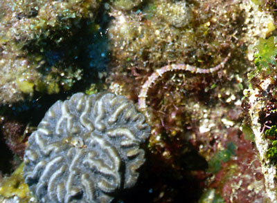 The snake thing is a pipe fish, related to the seahorse