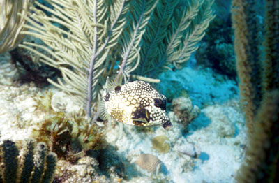 Ugly fish (also scientific name).  May be a box or cow fish.