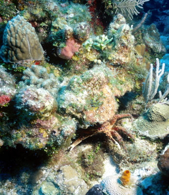 Crab in a niche of coral