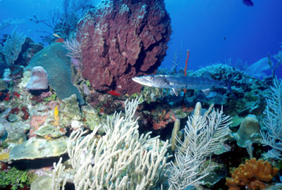 Barracuda with nice background