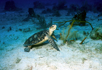 Small turtle snacking on a sea fan.