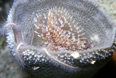 Sponge, with brittle star, tube worm and hermit crabs