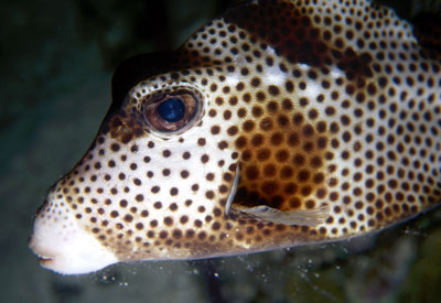 Boxfish at night.  Check out the big brown eyes and the protective mucus sack below his chin.