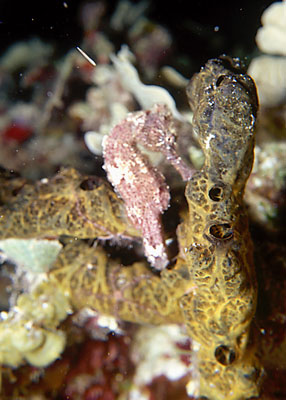 Seahorse Keith found at night (not easy!)