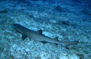 Whitetip reef shark